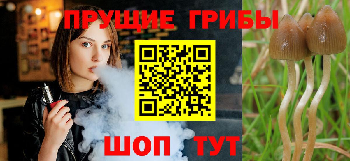 Псилоцибиновые грибы Psilocybine cubensis  Кореновск 